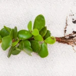 The Trail Tribe is a proudly South African brand, inspired by the spirit of adventure and a deep appreciation for the natural world. Founded by two brothers, Joe and Xander, who share a lifelong passion for offroad exploration, The Trail Tribe was born from a commitment to create high-quality gear for like-minded adventurers. As offroad enthusiasts, we know that every journey demands reliable, durable products that look as good as they perform. That’s why our brand is dedicated to providing high-quality apparel, gear, and lifestyle products tailored for trail riders, cyclists, and outdoor explorers.