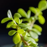 The Trail Tribe is a proudly South African brand, inspired by the spirit of adventure and a deep appreciation for the natural world. Founded by two brothers, Joe and Xander, who share a lifelong passion for offroad exploration, The Trail Tribe was born from a commitment to create high-quality gear for like-minded adventurers. As offroad enthusiasts, we know that every journey demands reliable, durable products that look as good as they perform. That’s why our brand is dedicated to providing high-quality apparel, gear, and lifestyle products tailored for trail riders, cyclists, and outdoor explorers.